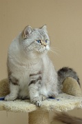 BRITISH SHORTHAIR 002